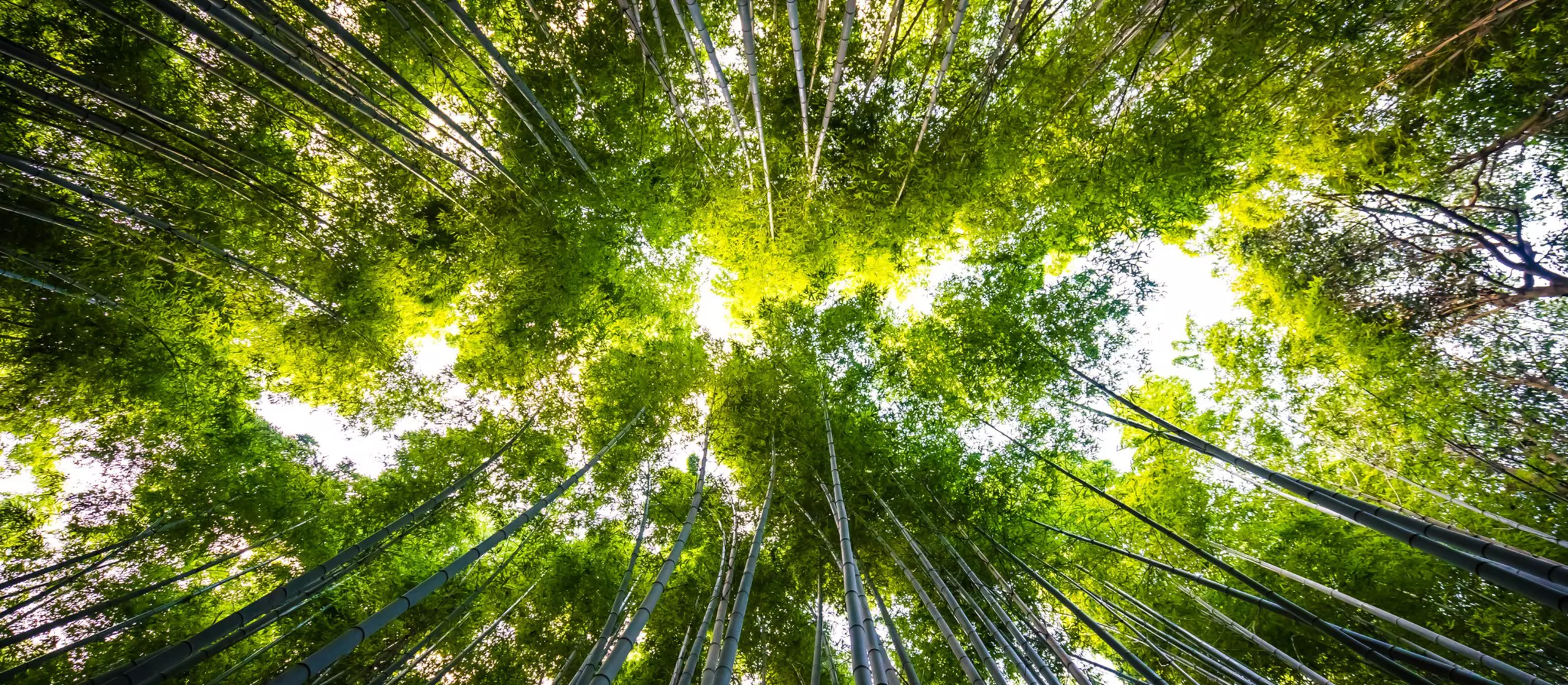 Beautiful landscape of bamboo grove in the forest at Arashiyama kyoto
arashiyama, asia, attraction, background, bamboo, environment, famous, forest, garden, green, grove, growth, japan, japanese, kyoto, landmark, landscape, leaf, natural, nature, path, pathway, plant, road, travel, tree, wood, zen
Beautiful landscape of bamboo grove in the forest at Arashiyama Kyoto Japan
Sustainability
Stock Image