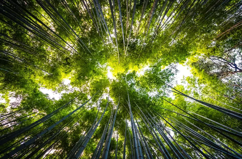 Beautiful landscape of bamboo grove in the forest at Arashiyama kyoto
arashiyama, asia, attraction, background, bamboo, environment, famous, forest, garden, green, grove, growth, japan, japanese, kyoto, landmark, landscape, leaf, natural, nature, path, pathway, plant, road, travel, tree, wood, zen
Beautiful landscape of bamboo grove in the forest at Arashiyama Kyoto Japan
Sustainability
Stock Image