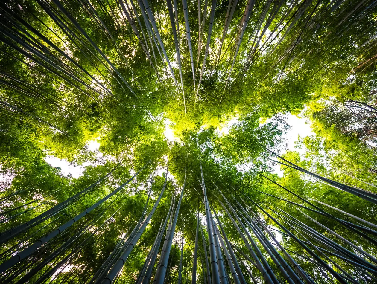 Beautiful landscape of bamboo grove in the forest at Arashiyama kyoto
arashiyama, asia, attraction, background, bamboo, environment, famous, forest, garden, green, grove, growth, japan, japanese, kyoto, landmark, landscape, leaf, natural, nature, path, pathway, plant, road, travel, tree, wood, zen
Beautiful landscape of bamboo grove in the forest at Arashiyama Kyoto Japan
Sustainability
Stock Image