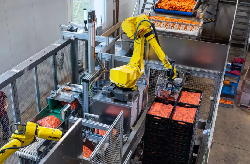 Images Inoverde Case Study. Picking, Packing, Palletising of carrots with M-20iD/25, M-20iD/35, and M-710iC/50 and DCS.