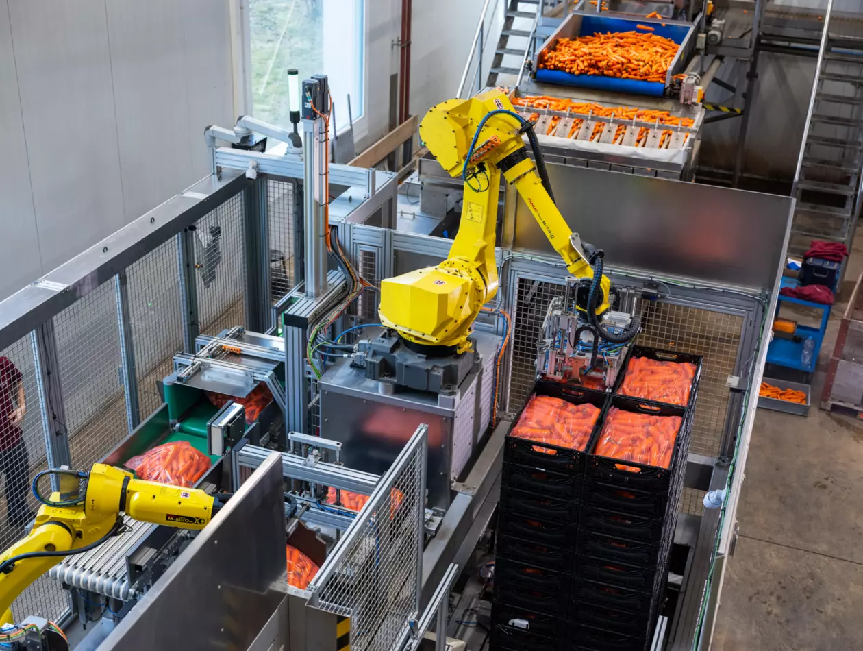 Images Inoverde Case Study. Picking, Packing, Palletising of carrots with M-20iD/25, M-20iD/35, and M-710iC/50 and DCS.